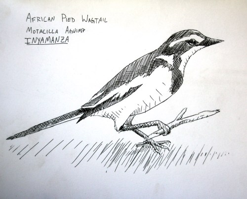 African Pied Wagtail.