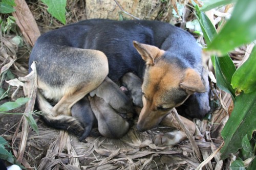 Ka'cyenda in her nest with puppies.
