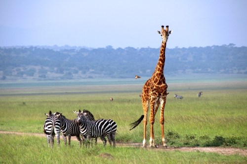 Akagera National Park in Rwanda.